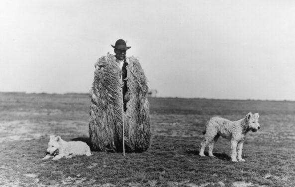Hungarian shepherd Hungarian shepherd